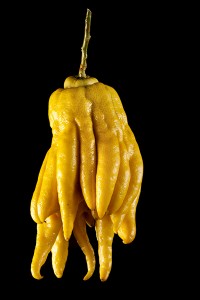 Buddhas_Hand Buddha's hand citron