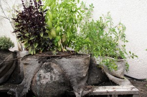 Garden-Pics_Basil_2_Coffee-Sacks_IMG_0768