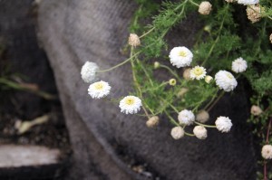 Garden-Pics_Chamomile_IMG_0776