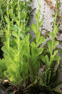 Garden-Pics_Lettuce-Vertical2_IMG_0764