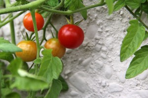 Garden-Pics_Tomato-On-Vine_IMG_0758