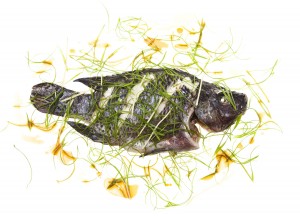 Tilapia