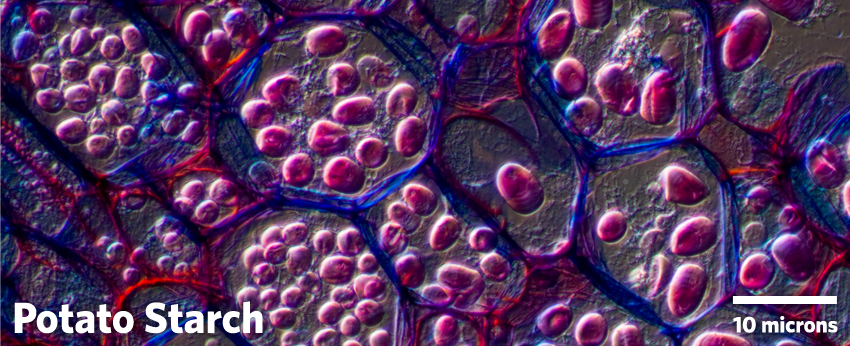 potato starch under microscope